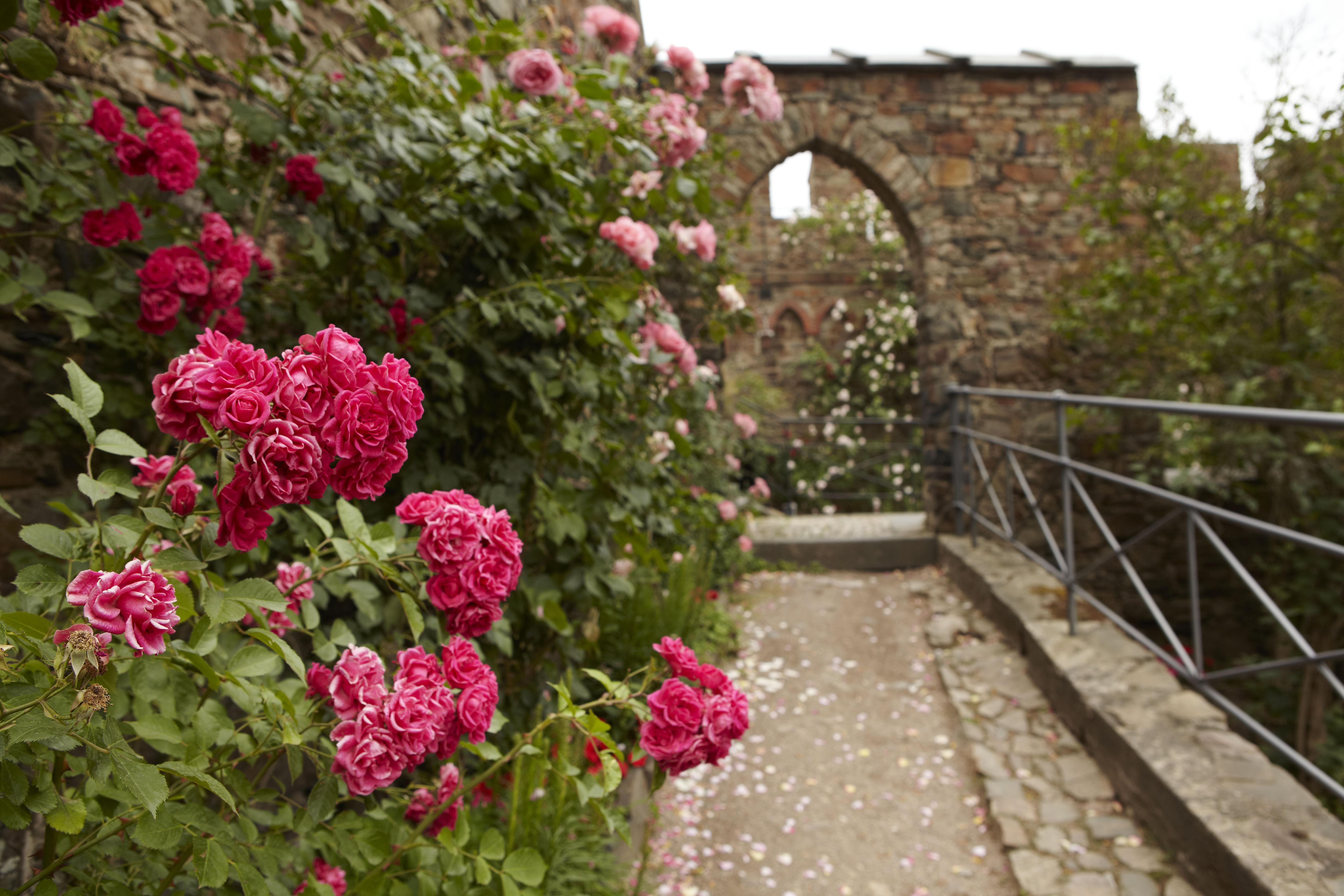 Burg Sooneck bei Niederheimbach am Rhein, (c) GDKE, Foto: Pfeuffer