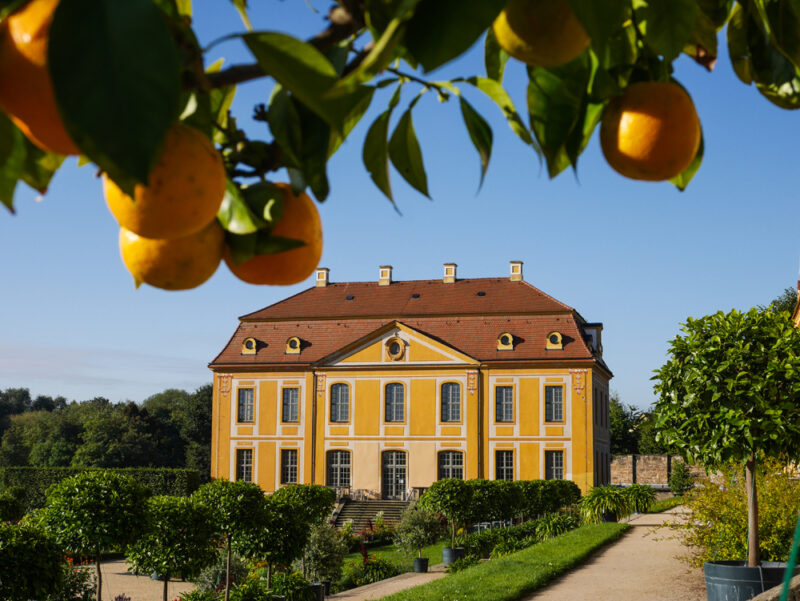 Barockgarten Großsedlitz, Herrenhaus mit Orangen (c) SBGgGmbH