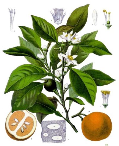 Historische Abbildung "Citrus aurantium" (Pomeranze) aus "Köhler's Medizinalpflanzen", Gera 1889. Repro "Citrus aurantium - Köhler–s Medizinal-Pflanzen-042.jpg", https://commons.wikimedia.org/wiki/File:Citrus_aurantium_-_K%C3%B6hler%E2%80%93s_Medizinal-Pflanzen-042.jpg (letzter Zugriff 22.10.2025)