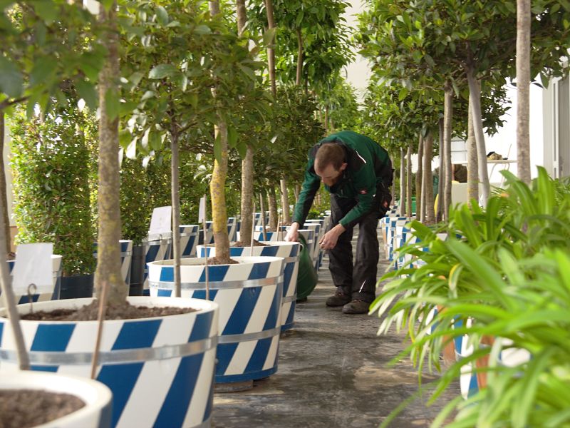 Liebevolle Pflege der Zwinger-Zitrusbäumchen (c) Schlösserland Sachsen