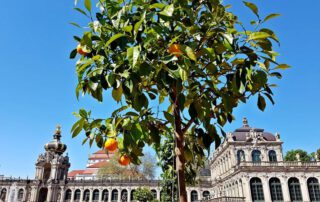 Dresdner Zwinger, Rückkehr der Orangen (c) Schlösserland Sachsen