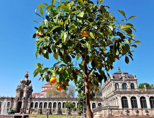 Pomeranzen-Gärtnerjungen und Orangenfieber