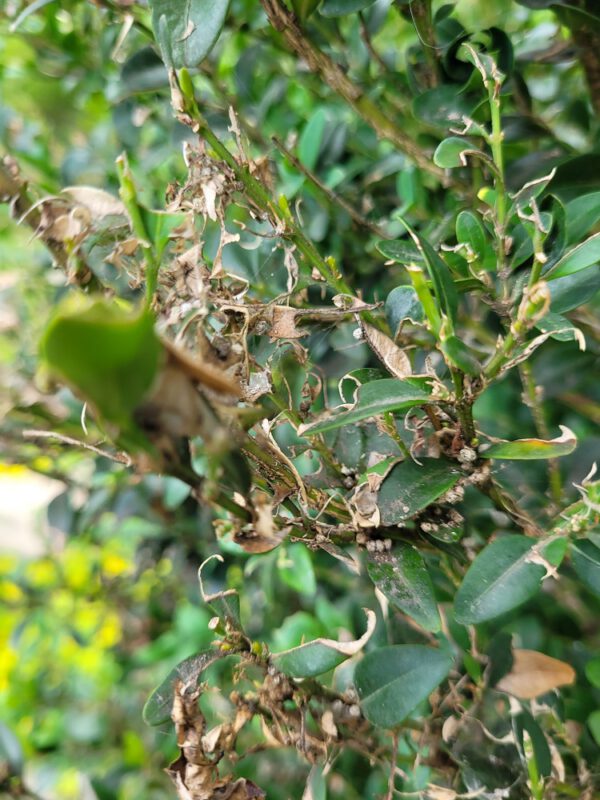 Schaeden durch den Buchsbaumzuensler in einem Schlosspark, Foto: Andrea Hahn | Text & Presse