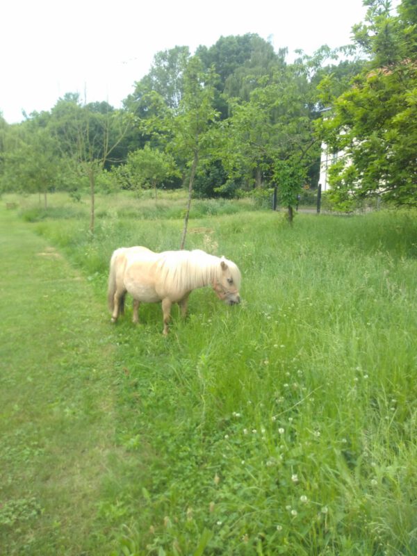Zwergponys beim Schloss Schwante, (c) Foto Nina Süßmilch