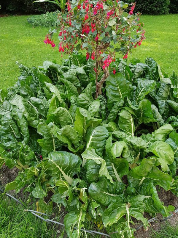 Fuchsien und Mangold in einem Beet vereint auf der Pfaueninsel (c) Andrea Hahn | Text & Presse