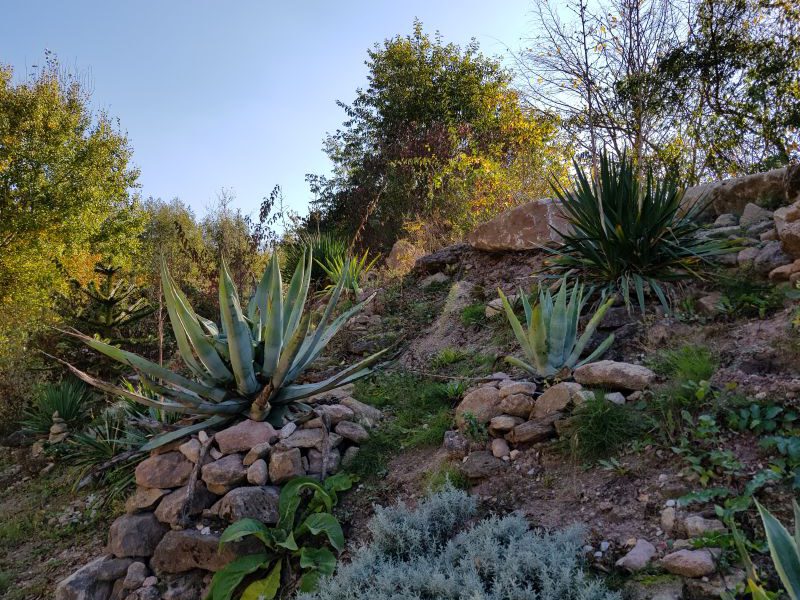 Kakteenhang im Landschaftspark (c) Andrea Hahn | Text & Presse